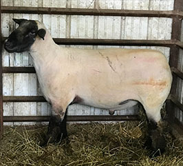 Unbuckle Your Chicken