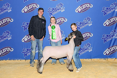 Wright Club Lambs Winners