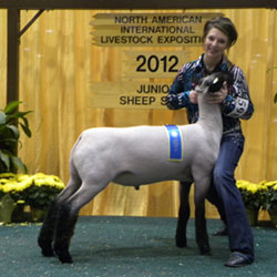 Wright Club Lambs Winner
