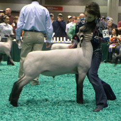 Wright Club Lambs Winner