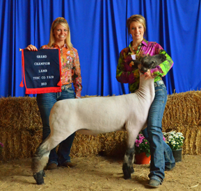 Wright Club Lambs Winners
