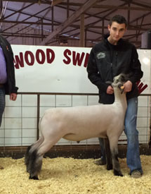 Wright Club Lambs Winners