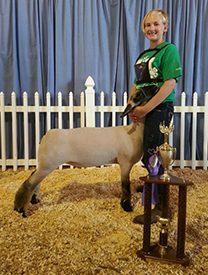 Wrights Club Lambs Winners