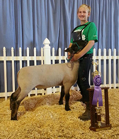 Wrights Club Lambs Winners